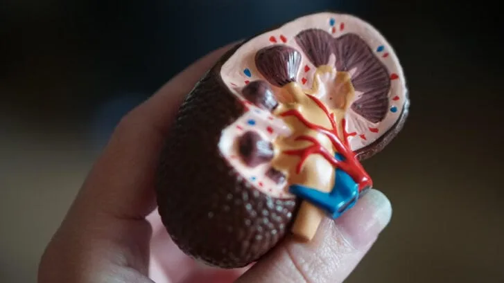 Seven Signs of Kidney Disease and how to treat