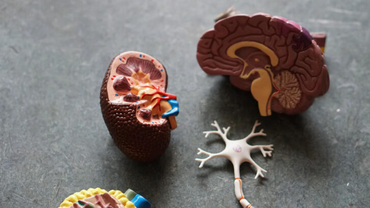Anatomical models of a kidney, brain, and neuron.