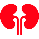 Kidney